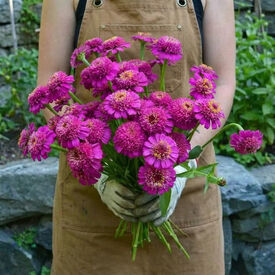 Zinderella Purple, Zinnia Seeds